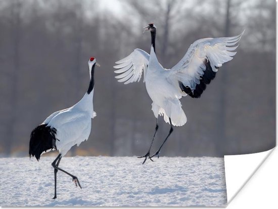 Poster Kraanvogel - Vogels - Sneeuw
