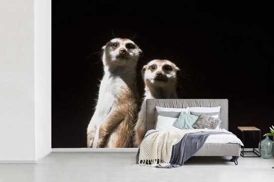 Papier peint photo vinyle - Suricates sur fond noir largeur 360 cm x hauteur 240 cm - Tirage photo sur papier peint (disponible en 7 tailles)