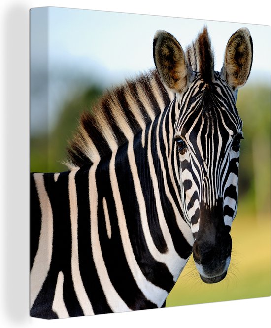 Canvas zebra