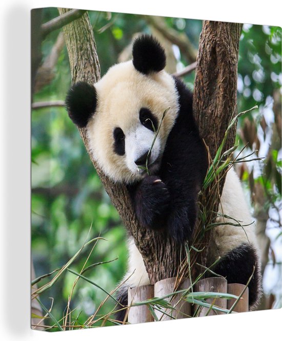 Canvas Schilderijen - Panda puppy - Wanddecoratie