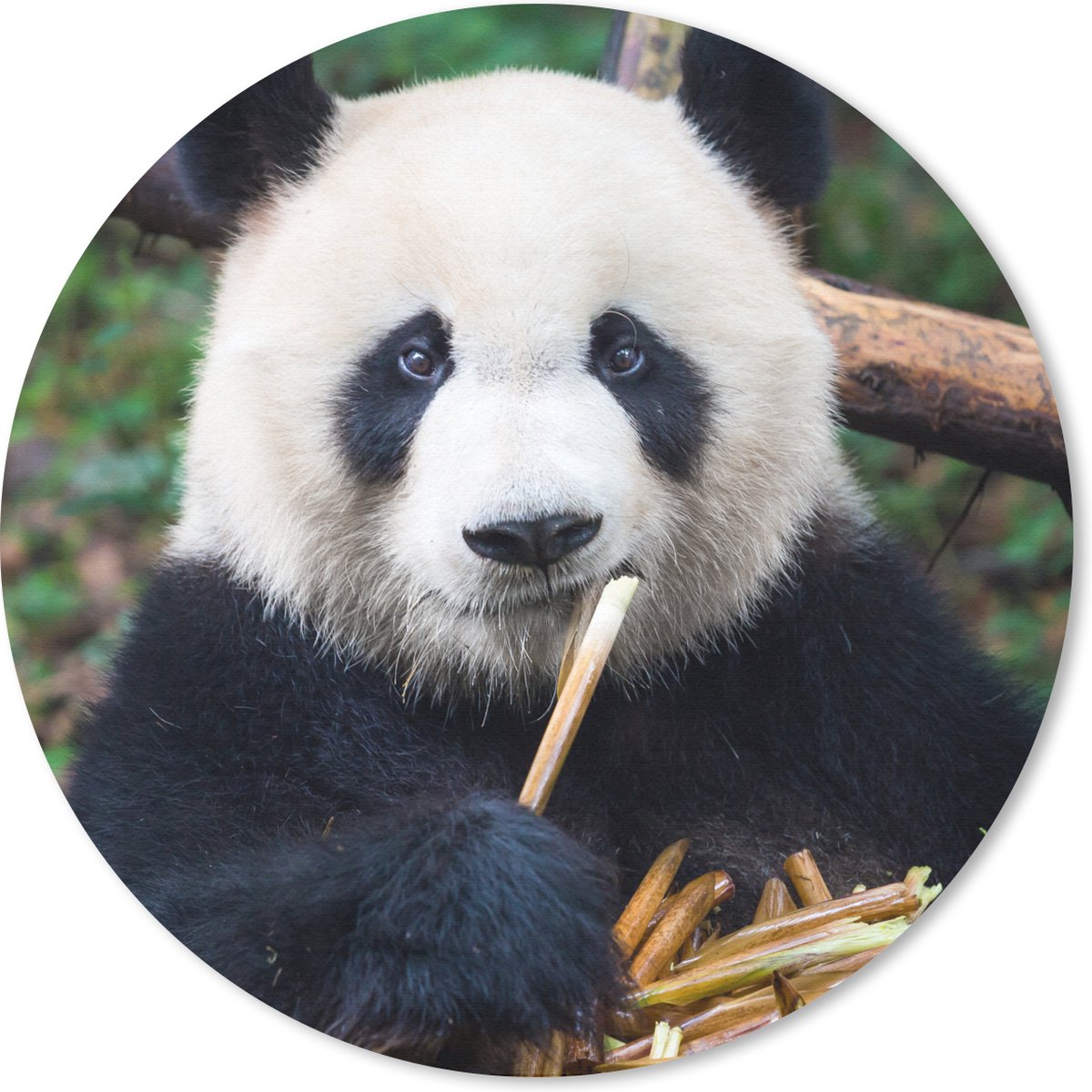 Muismat rond 20x20 cm - Mousepad Panda - Bamboe - Natuur - Ronde muismatten