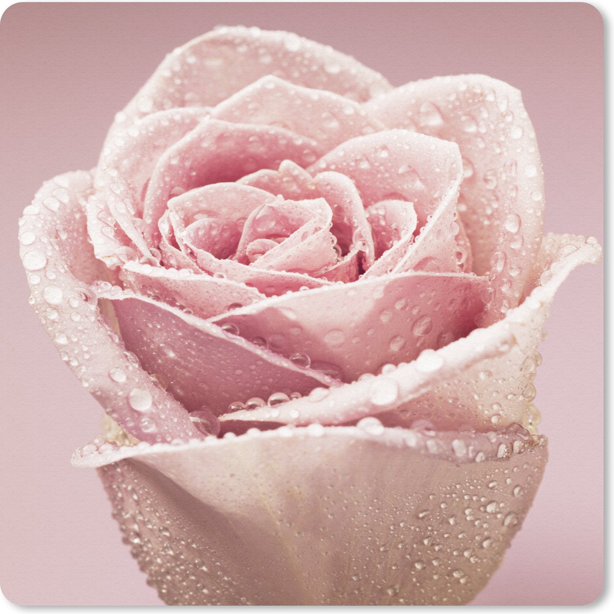 Muismat 30x30 cm - Mousepad Vroege dauwdruppels op een roze roos - Muismatten