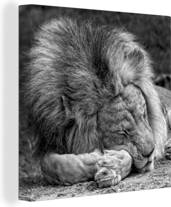 Toile de lion endormie 2cm 90x90 cm - Tirage photo sur toile (Décoration murale salon / chambre) / Peintures sur toile animaux sauvages