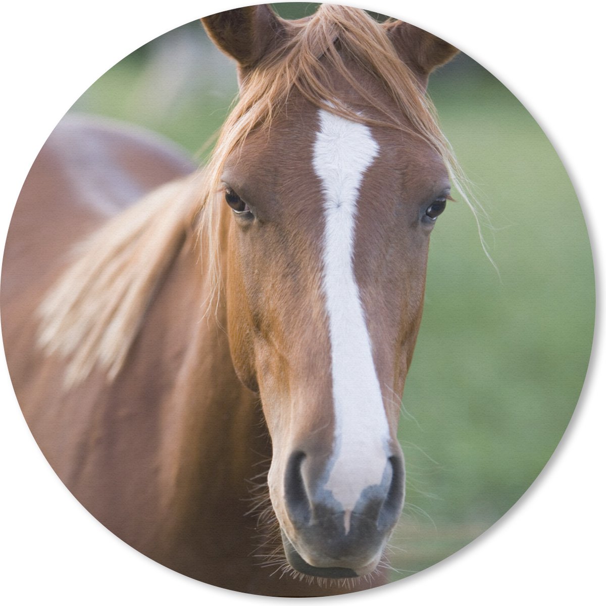 Muismat rond 20x20 cm - Mousepad Paard - Natuur - Portret - Ronde muismatten