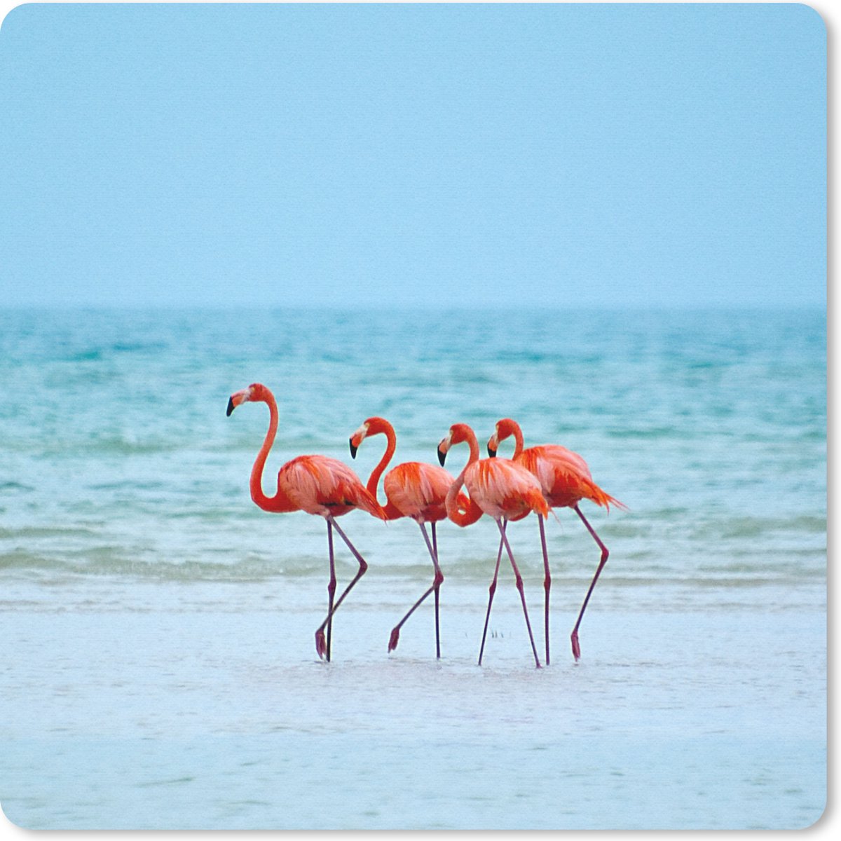 Muismat 20x20 cm - Mousepad Vier flamingo's staan op het strand - Muismatten