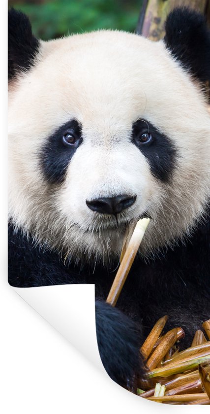 Stickers Stickers muraux - Panda - Bamboe - Nature - 40x80 cm - Feuille adhésive