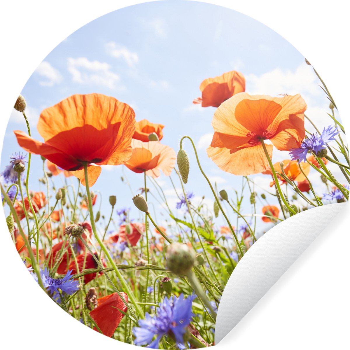 Stickers muraux - Film autocollant - Papillon - Lavande - Fleurs - Violet -  60x120 cm