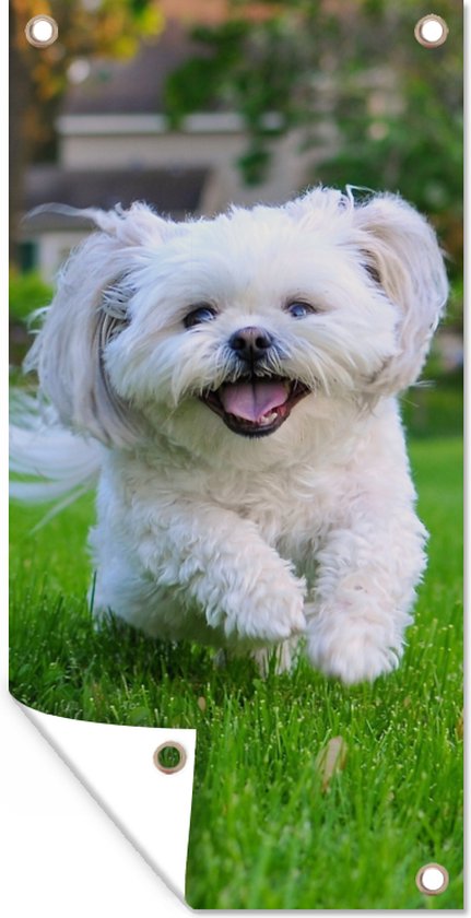Affiche de jardin Un chien Shih Tzu se promène dans l'herbe verte - 40x80 cm