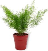 Asparagus Sprengeri - Sierasperge ± 30cm hoog - 12cm diameter - in rode pot