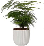 Kamerplant van Botanicly – Sierasperge in witte ELHO plastic pot als set – Hoogte: 28 cm – Asparagus Plumosus
