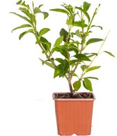 Forsythia 'Spectabilis'- Chinees klokje - Buitenplant  - Winterhard - ⌀9 cm -  ↕25-35 cm