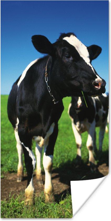 Affiche Vaches - Herbe - Animaux - 75x150 cm