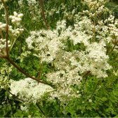 6x Filipendula ulmaria - Knolspirea - Pot 9x9 cm