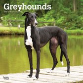 Greyhound Kalender 2022