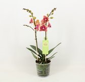 Orchidee van Botanicly – Vlinder orchidee – Hoogte: 50 cm, 1 tak – Phalaenopsis multiflora Savion