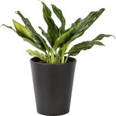 Plant in hydrocultuur systeem van Botanicly: Aglaonema met weinig onderhoud – Hoogte: 35 cm – Aglaonema commutatum Splash