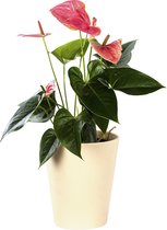 Plant in hydrocultuur systeem van Botanicly: Flamingoplant met weinig onderhoud – Hoogte: 5 cm – Anthurium Andreanum Sweet Dream