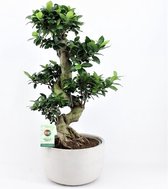 Kamerplant van Botanicly – Chinese vijg – Hoogte: 75 cm – Ficus microcarpa Ginseng