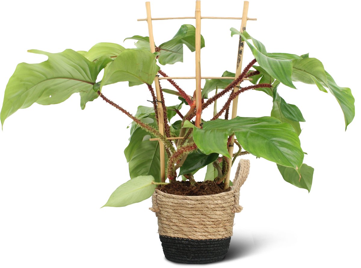 philodendron melanochrysum wachstum Philodendron melanochrysum – Jungle Leaves main image 1