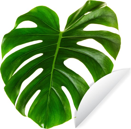 Cercle de papier peint - Groot feuille botanique sur fond blanc - 80x80 cm - Cercle mural - Auto-adhésif - Sticker papier peint rond