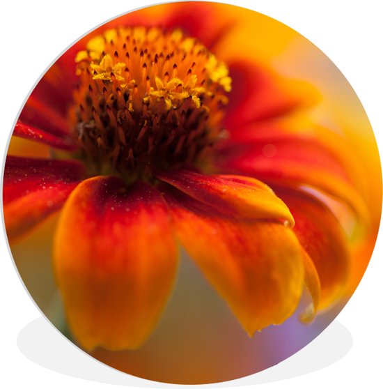 WallCircle - Wandcirkel ⌀ 30 - Close-up van een oranje zinnia bloem - Ronde schilderijen woonkamer - Wandbord rond - Muurdecoratie cirkel - Kamer decoratie binnen - Wanddecoratie muurcirkel - Woonaccessoires