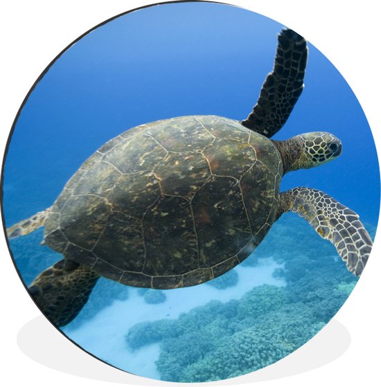 WallCircle - Wandcirkel - Muurcirkel - Groene zwemmende schildpad fotoprint - Aluminium - Dibond - ⌀ 90 cm - Binnen en Buiten