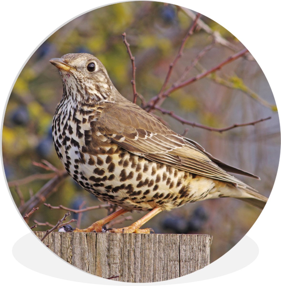 Wall Circle Wall Circle Indoor Une grande grive est assise sur une clôture en bois...