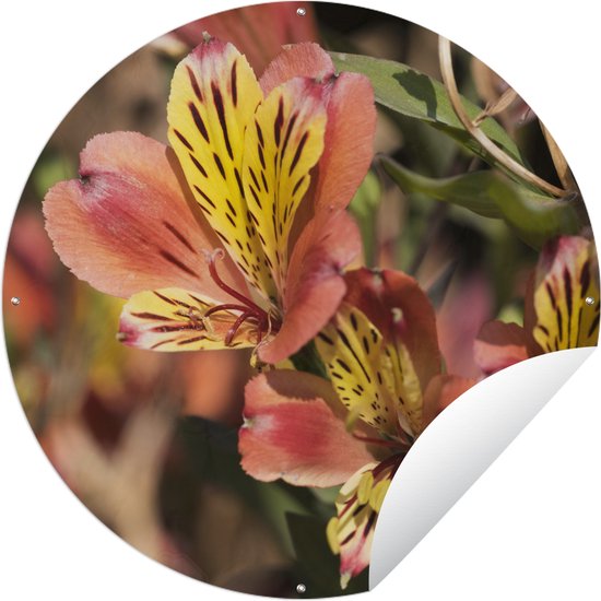 Tuincirkel Alstroemeria in de variant 'Indian Summer' - 90x90 cm - Ronde Tuinposter - Buiten