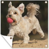 Posters de jardin Un chien maltais avec une balle rouge - 50x50 cm - Toile jardin - Poster extérieur