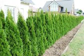 18 stuks | Thuja 'Smaragd' P9 tray - Compacte groei - Langzame groeier - Weinig onderhoud