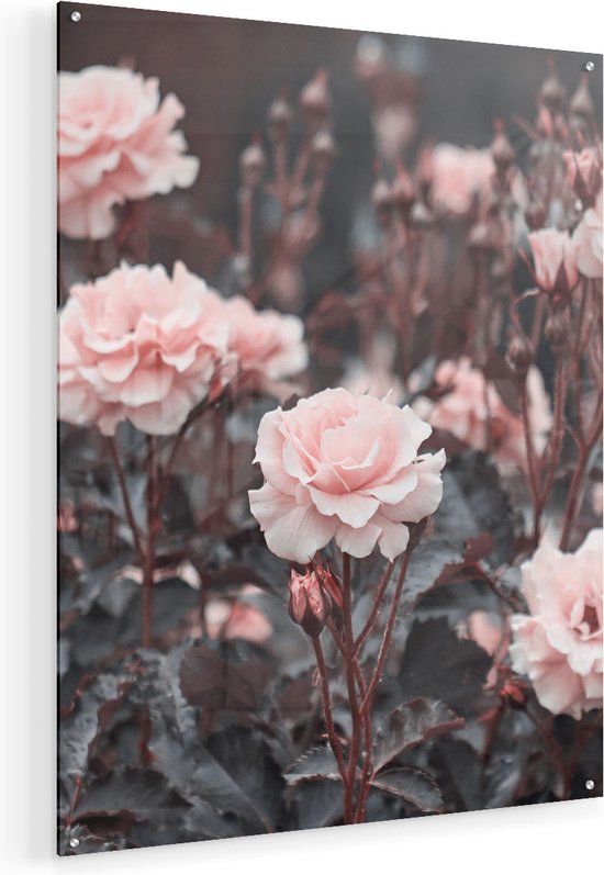 Artaza Glasschilderij - Roze Rozen Bloemen  - Plexiglas Schilderij - Foto op Glas