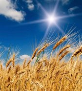 Dimex Wheat Field Vlies Fotobehang 225x250cm 3-banen