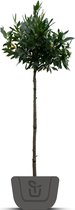 Bol laurier | Prunus laurocerasus Etna | Stamomtrek: 6-8 cm | Stamhoogte: 150 cm
