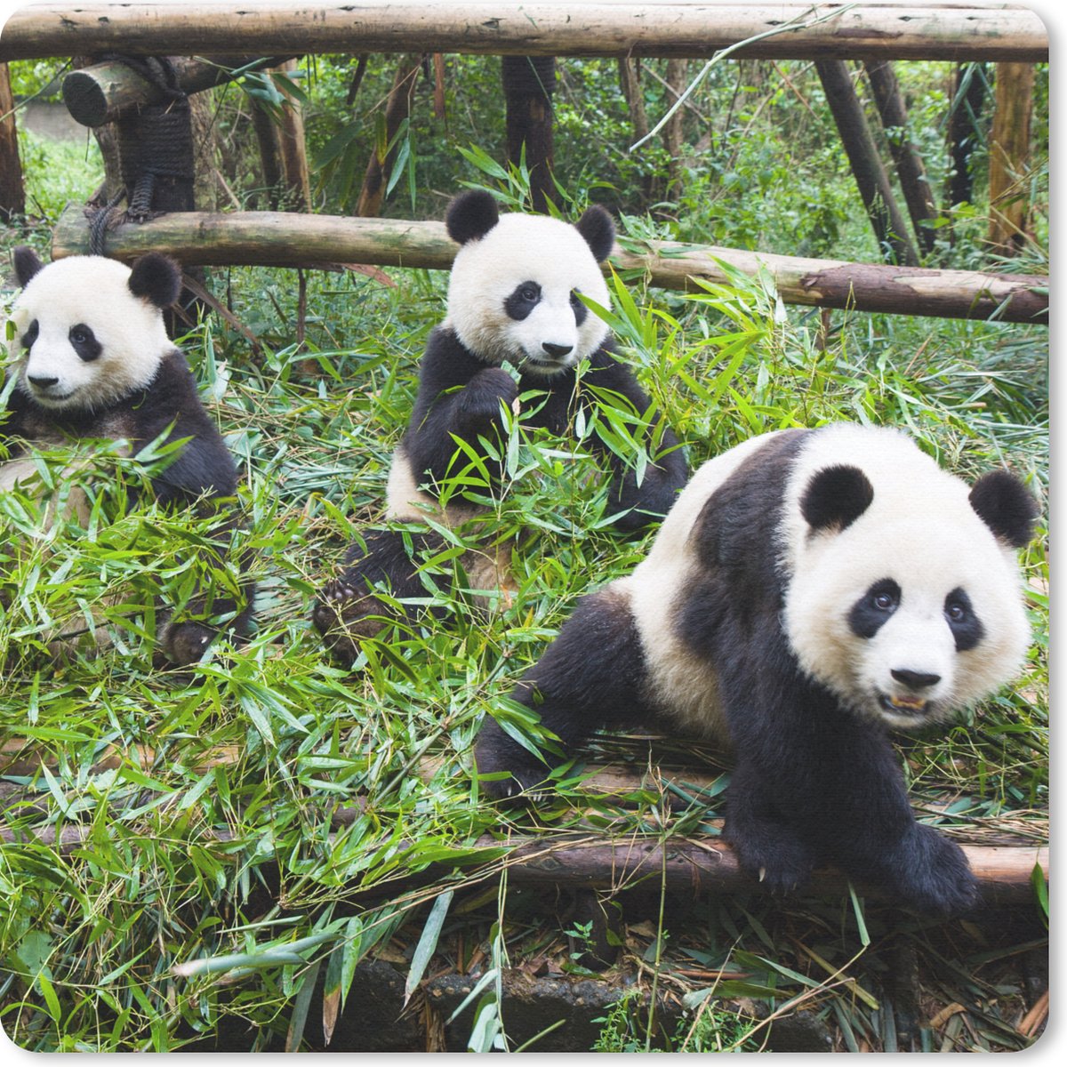 Muismat 30x30 cm - Mousepad Panda's - Bamboe - Bladeren - Muismatten