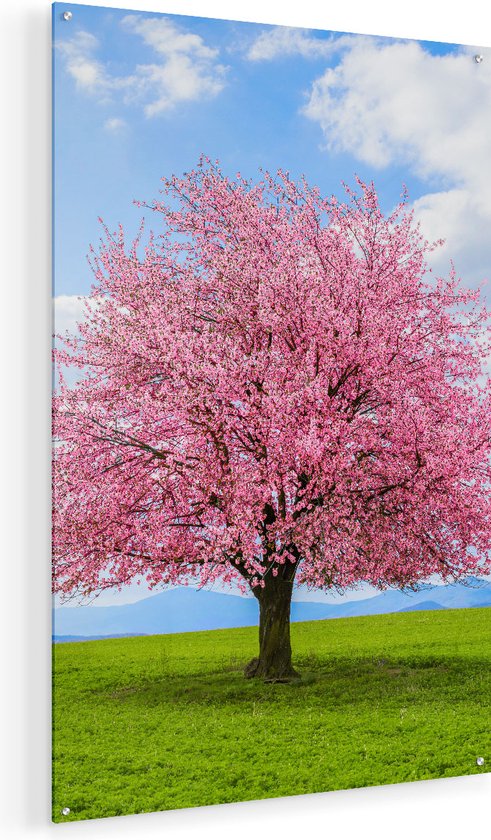 Artaza Glasschilderij - Roze Sakura Bloesem Boom In Het Groene Veld - Plexiglas Schilderij - Foto op Glas