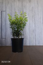 10 stuks | Ilex maximowicziana 'Kanehirae' Pot 30-40 cm - Bloeiende plant - Kleinbladig - Vruchtdragend - Wintergroen