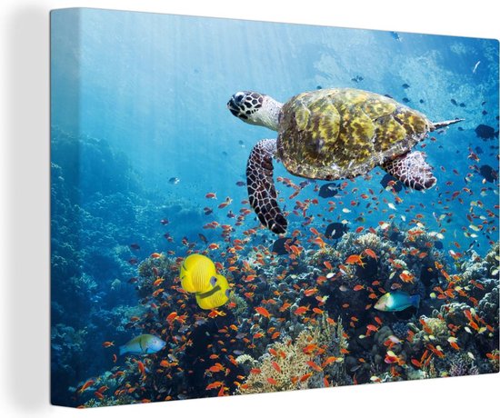 Canvas Schilderij Schildpad bij koraalrif - 90x60 cm - Wanddecoratie