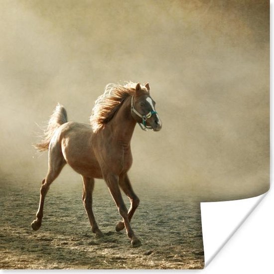 Poster Paard - Zand - Mist - 100x100 cm XXL