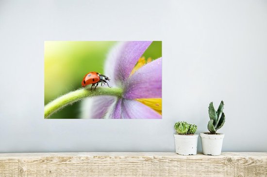 Affiche Coccinelle sur une fleur - 30x20 cm