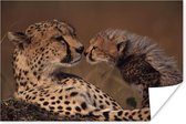 Poster Cheeta moeder en welp - 120x80 cm