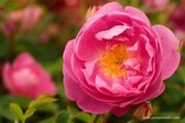 Royal Jubilee | Engelse roos | Roze | David Austin | Struikroos | Doorbloeiend | Wortel