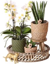 Complete Plantenset Jungle | Groene planten set met witte Phalaenopsis Orchidee en incl. keramieken sierpotten en accessoires
