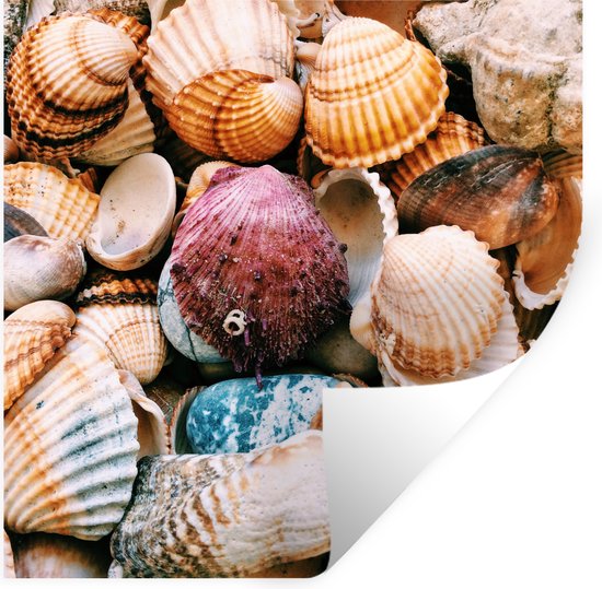 Stickers muraux - Film adhésif - Coquillages - Plage - Grèce - 80x80 cm - Film adhésif - Stickers muraux chambre enfant - Papier peint autocollant - Papier peint autocollant - Film adhésif