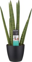 Hellogreen Kamerplant - Vrouwentong - Sanseveria Cylindrica - 70 cm - Elho brussels living black
