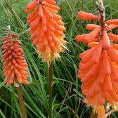 3x Kniphofia ‘Alcazar’ - Vuurpijl - Pot 9x9 cm