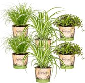 Huisdiervriendelijk Mix - Met Cyperus, Chlorophytum & Callisia - Set van 6 - Kamerplant - Plant voor binnen - ⌀12 cm - 15-25 cm