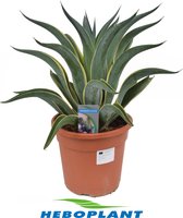 Kamerplant van Botanicly – Agave Desm Variegata – Hoogte: 60 cm