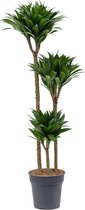 Kamerplant van Botanicly – Drakenboom – Hoogte: 100 cm – Dracaena derem. Compacta