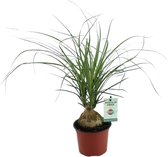 Beaucarnea Nolina ↨ 45cm - 2 stuks - hoge kwaliteit planten