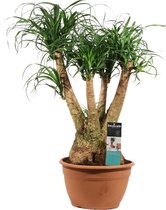 Beaucarnea vertakt ↨ 80cm - hoge kwaliteit planten